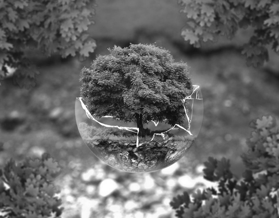 Photo en noir et blanc montrant une bulle de verre de laquelle émerge un arbre symbolisant un renouveau de notre planète.